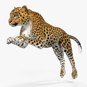 panthera pardus jumping pose 3D model