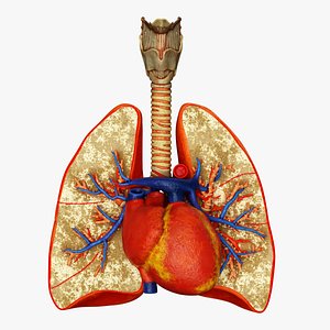lungs Trachea and Heart