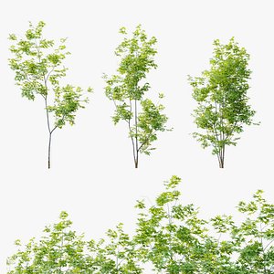 Three young maple 3D model