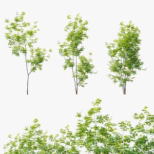 Three young maple