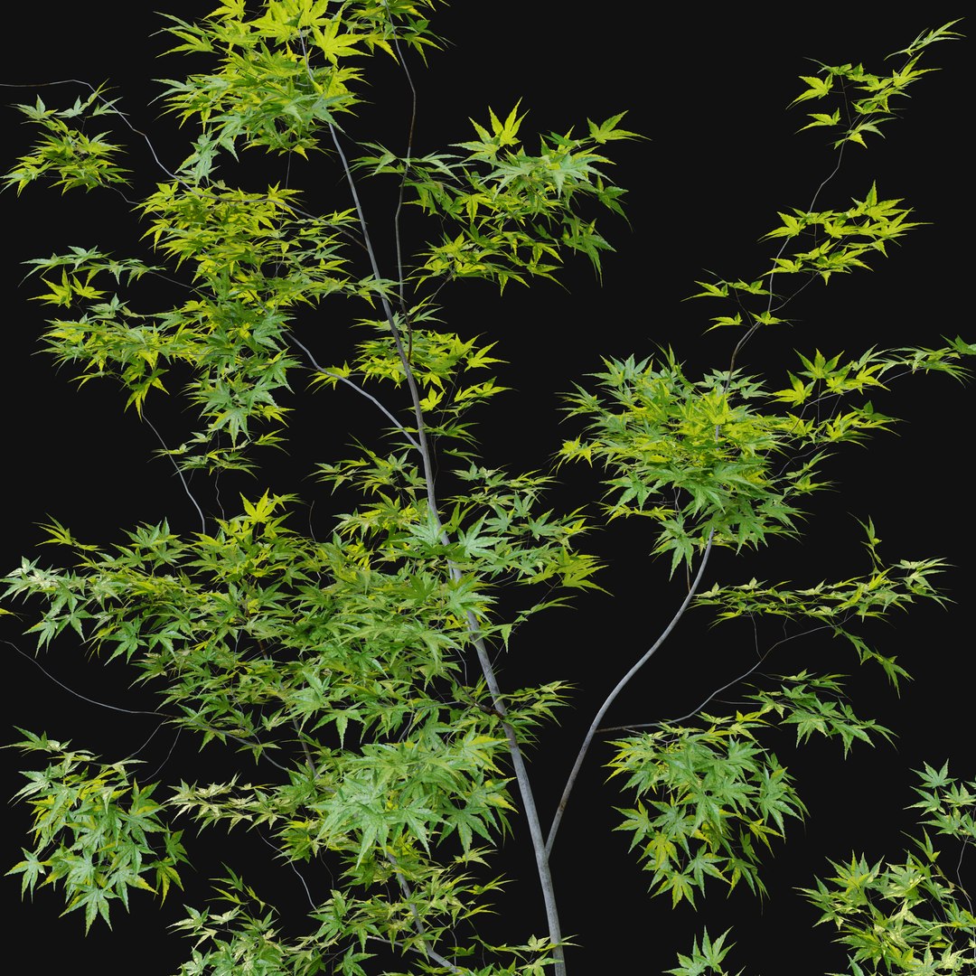 Three young maple 3D model - TurboSquid 1949438