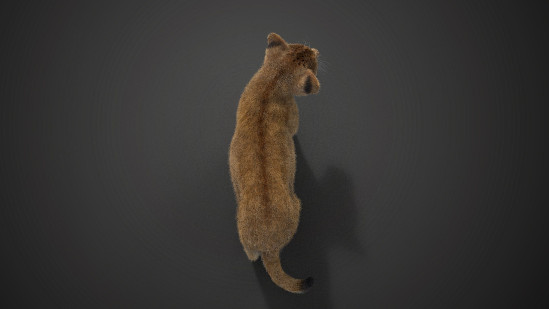 Lion Cub Animated model - TurboSquid 2016560