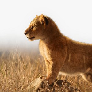 Lion Cub Animated model