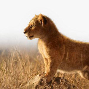 Lion Cub Animated