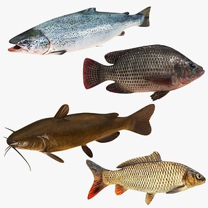 3D Farmed Fish 4 in 1 model
