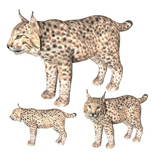 3D model Lynx