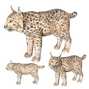 Lynx