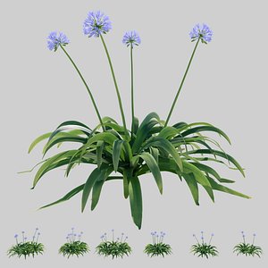 3D Agapanthus blooming blue
