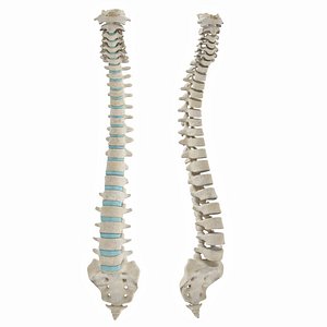 3D model Spine with ligaments