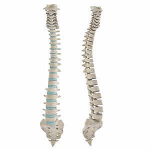 Spine with ligaments