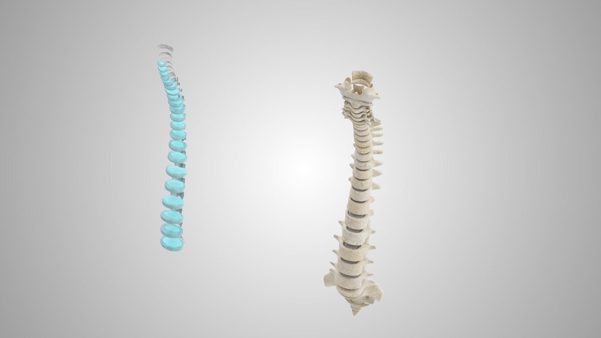 3D Model Spine With Ligaments - TurboSquid 1924927