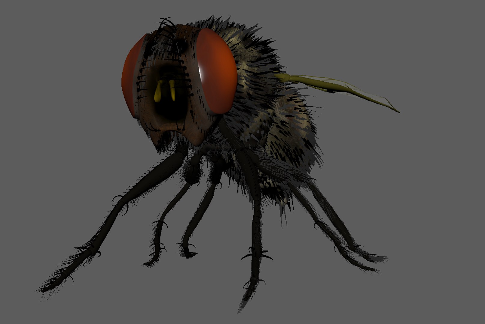 Fly Insect 3D - TurboSquid 1593089