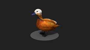 Ruddy Shelduck Red duck 3D model