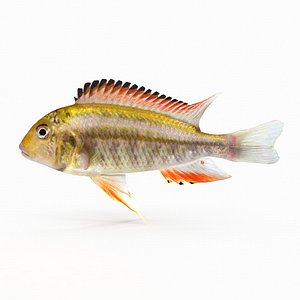 Simnochromis Diagramma Cichlid
