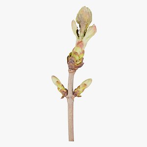 3D Aesculus Hippocastanum Common Horse Chestnut Sapindaceae Sprout 3 Remastered