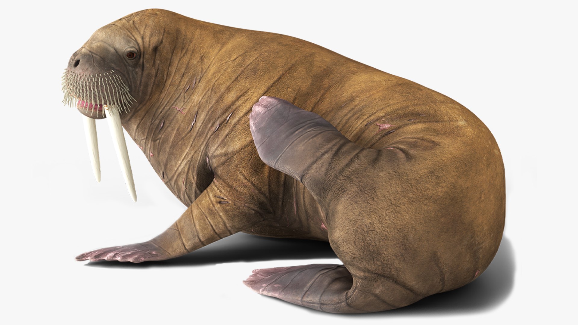 Walrus Rigged For Blender Animated Set 3D model preview
