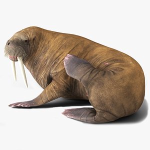 Walrus Rigged For Blender Animated Set