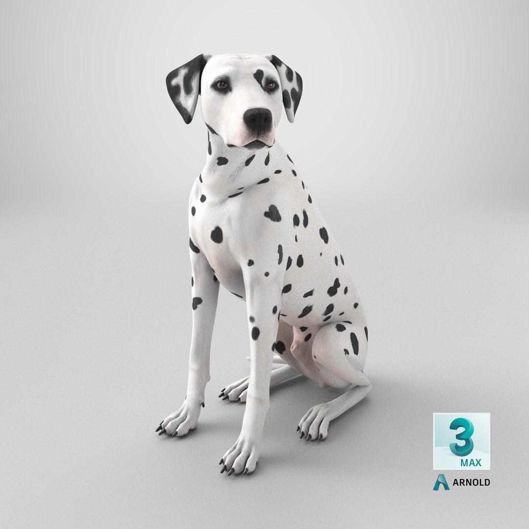 Dalmatian Dog Sitting Pose 3D model https://p.turbosquid.com/ts-thumb/WT/IgP59N/0o/stemcell_max_arnold_render/png/1717646453/1920x1080/fit_q87/42990b0377f39d470241280be3dd79baefa849a0/stemcell_max_arnold_render.jpg