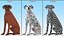 Dalmatian Dog Sitting Pose