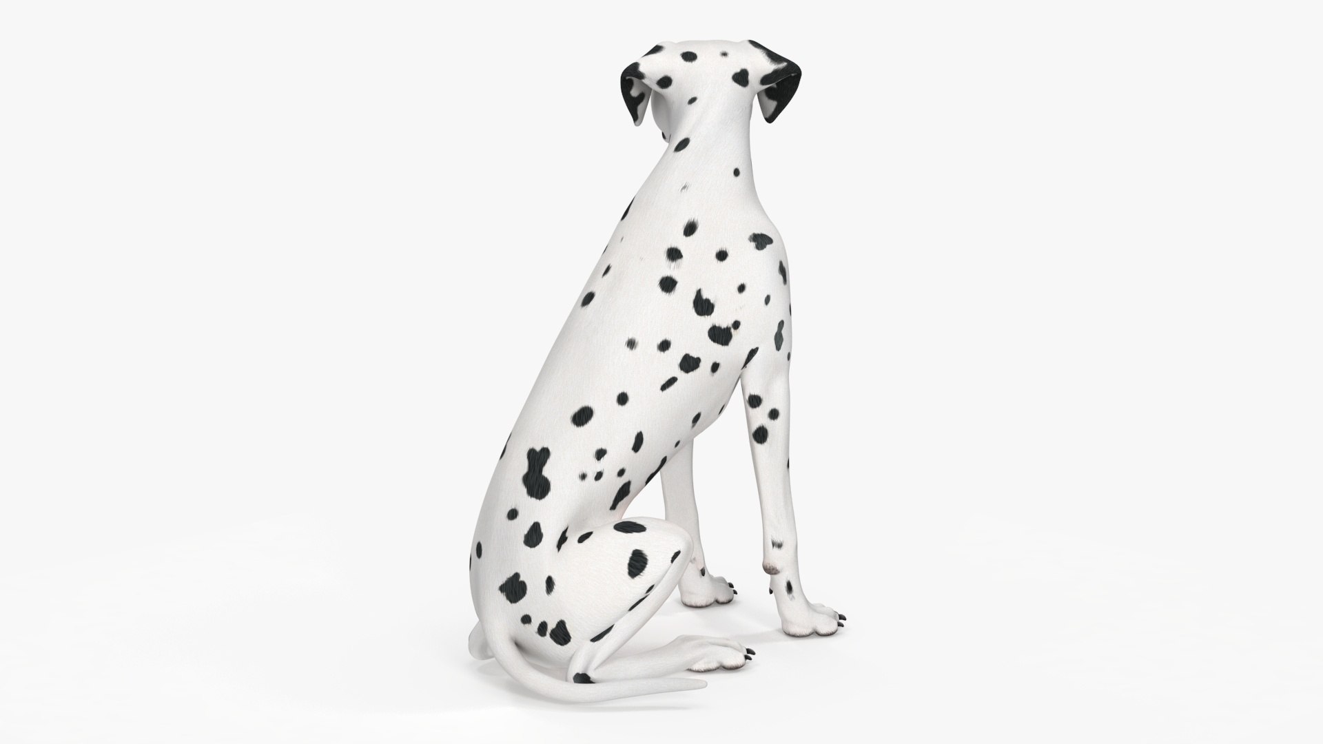 Dalmatian Dog Sitting Pose 3D model https://p.turbosquid.com/ts-thumb/WT/IgP59N/6T/dalmatiandogsittingposevray3dmodel017/jpg/1716123629/1920x1080/fit_q87/a86afa29d2131696b4f249c3c6f4ec03b957bdb6/dalmatiandogsittingposevray3dmodel017.jpg