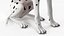Dalmatian Dog Sitting Pose