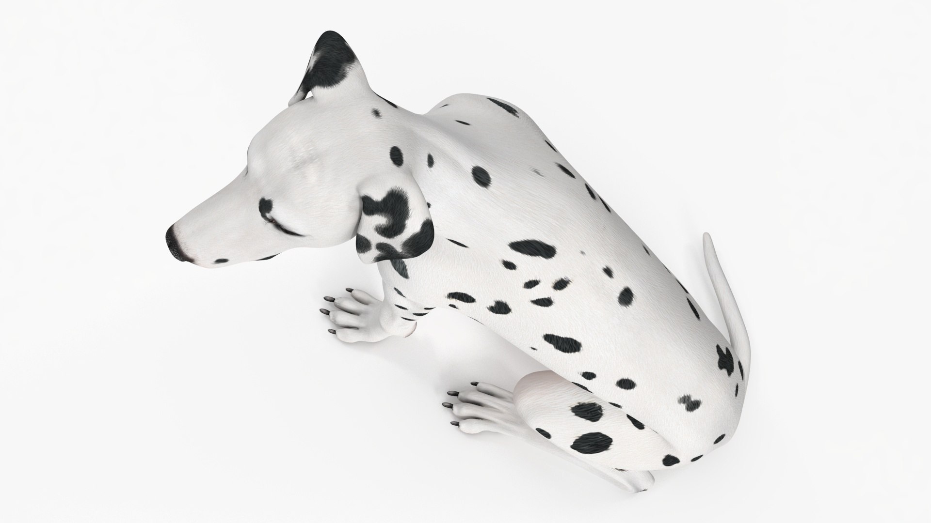 Dalmatian Dog Sitting Pose 3D model https://p.turbosquid.com/ts-thumb/WT/IgP59N/Cv/dalmatiandogsittingposevray3dmodel019/jpg/1716123637/1920x1080/fit_q87/ad6ffefd11b10c22af599c7d9efab1f4f82deaaf/dalmatiandogsittingposevray3dmodel019.jpg