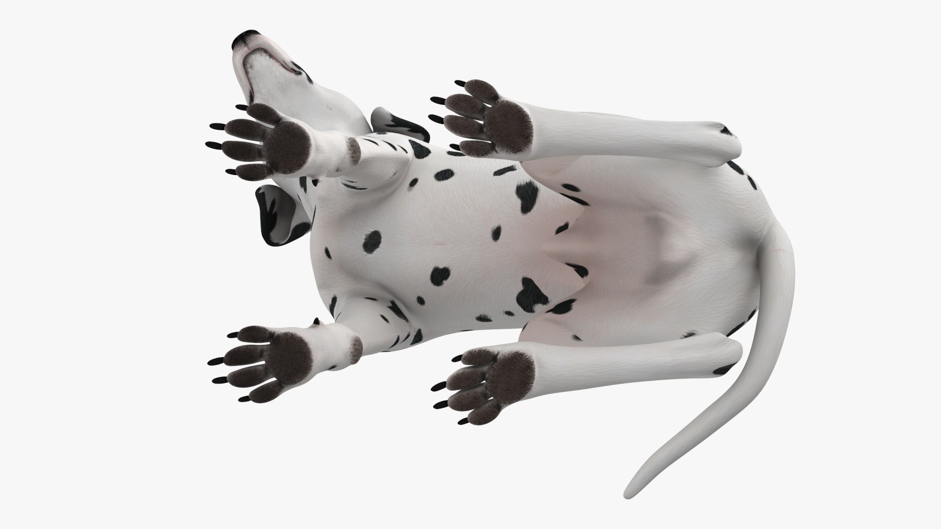 Dalmatian Dog Sitting Pose 3D model https://p.turbosquid.com/ts-thumb/WT/IgP59N/DY/dalmatiandogsittingposevray3dmodel020/jpg/1716123642/1920x1080/fit_q87/e7636487b1317f86877b761e356208019443dff3/dalmatiandogsittingposevray3dmodel020.jpg