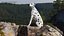 Dalmatian Dog Sitting Pose