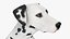 Dalmatian Dog Sitting Pose