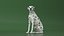 Dalmatian Dog Sitting Pose