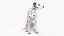 Dalmatian Dog Sitting Pose