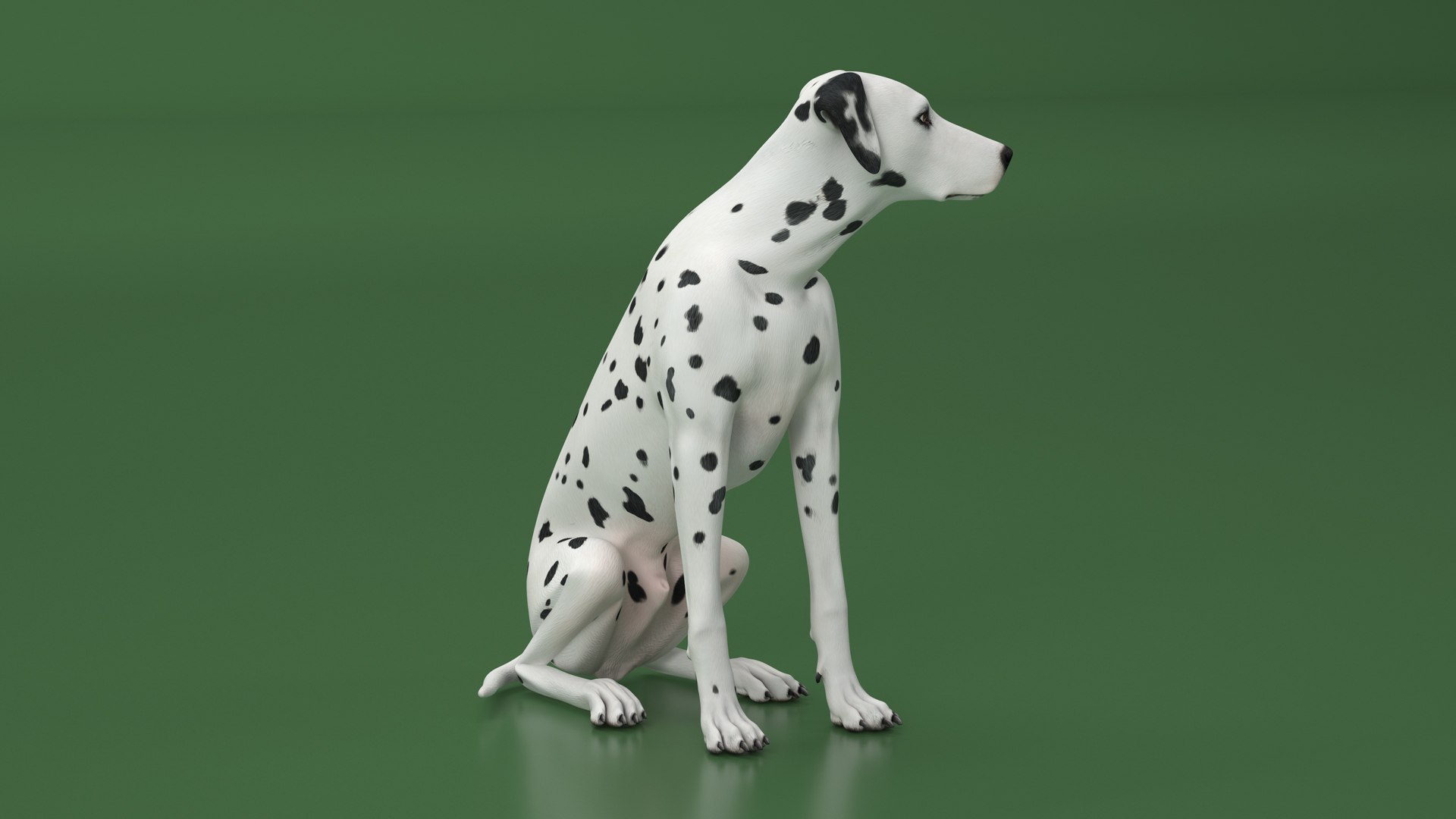 Dalmatian Dog Sitting Pose 3D model https://p.turbosquid.com/ts-thumb/WT/IgP59N/bh/dalmatiandogsittingposevray3dmodel012/jpg/1716123608/1920x1080/fit_q87/b32b1bf9731bd1a9604058f309f02f4862c43d2b/dalmatiandogsittingposevray3dmodel012.jpg