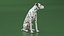 Dalmatian Dog Sitting Pose