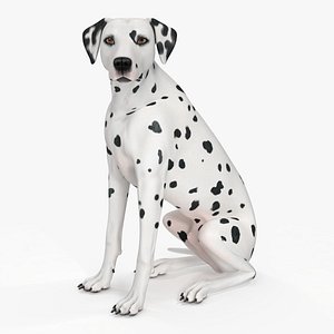 Dalmatian Dog Sitting Pose