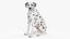 Dalmatian Dog Sitting Pose