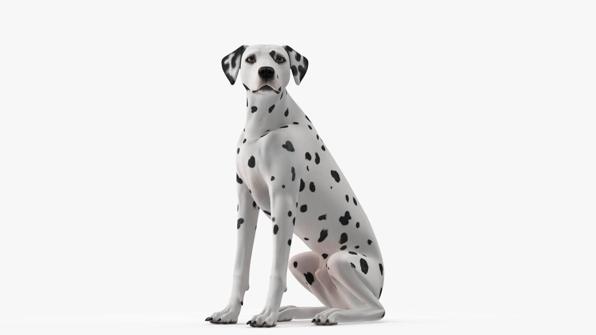 Dalmatian Dog Sitting Pose 3D model https://p.turbosquid.com/ts-thumb/WT/IgP59N/so/dalmatiandogsittingposevray3dmodel018/jpg/1716123633/1920x1080/fit_q87/517431ff9288a0929a5c2fb755365fd2f5b3945b/dalmatiandogsittingposevray3dmodel018.jpg