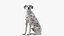 Dalmatian Dog Sitting Pose