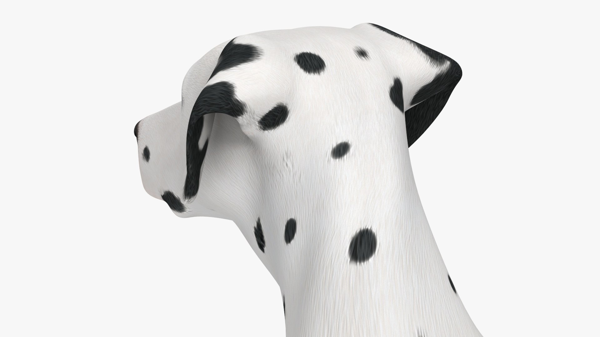 Dalmatian Dog Sitting Pose 3D model https://p.turbosquid.com/ts-thumb/WT/IgP59N/ur/dalmatiandogsittingposevray3dmodel022/jpg/1716123650/1920x1080/fit_q87/7a9803ccb5eaccf5f1b45b93d7b0112dc29d65be/dalmatiandogsittingposevray3dmodel022.jpg