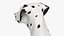 Dalmatian Dog Sitting Pose