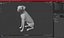 Dalmatian Dog Sitting Pose
