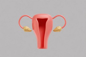Female Reproductive System model