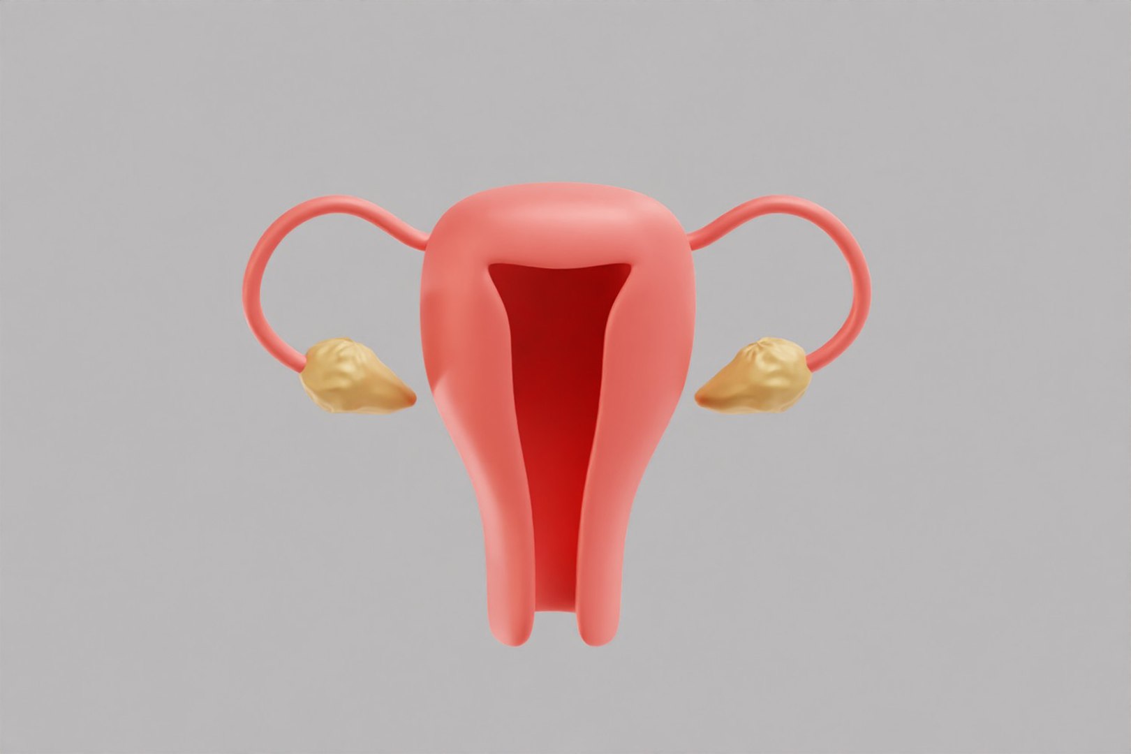 Female Reproductive System model https://p.turbosquid.com/ts-thumb/WT/UMV40a/At/z6/jpg/1780670838/1920x1080/fit_q87/cc0cd545fa86ef3e2f78dc719d8a4fe5f566d6a3/z6.jpg