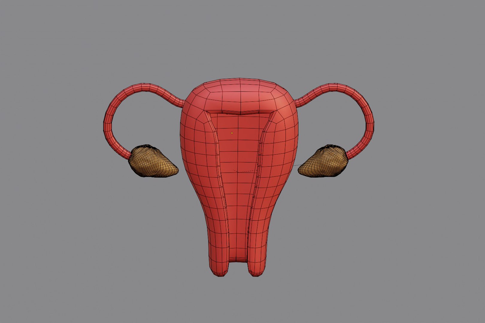 Female Reproductive System model https://p.turbosquid.com/ts-thumb/WT/UMV40a/Lr/z8/jpg/1780670831/1920x1080/fit_q87/3b4e01cb1b3e1155a4d8d18c29e6ec0d8768a1ea/z8.jpg