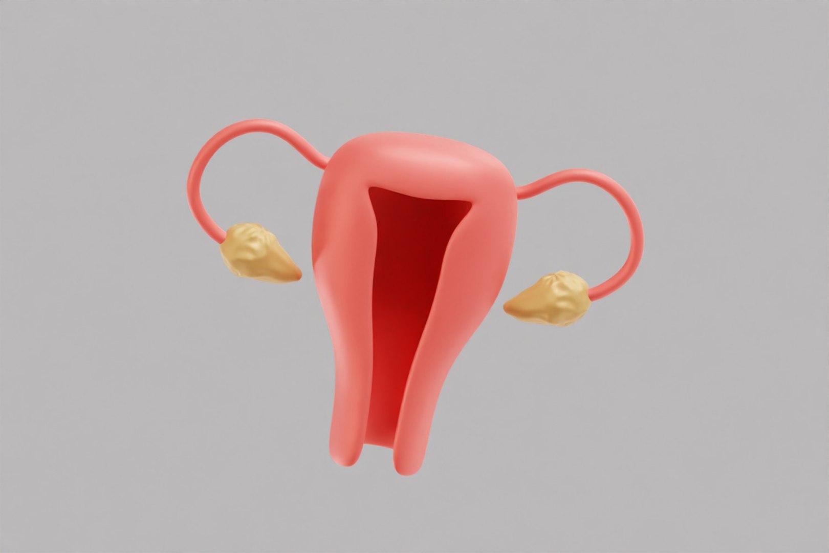 Female Reproductive System model https://p.turbosquid.com/ts-thumb/WT/UMV40a/jR/z4/jpg/1780670836/1920x1080/fit_q87/e057d99e9ea566abbe959ce48cf68e30e27f151a/z4.jpg