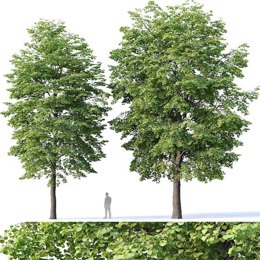 3D Model Tilia Trees - TurboSquid 1432229