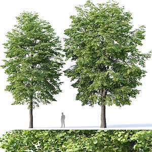 3D model tilia trees