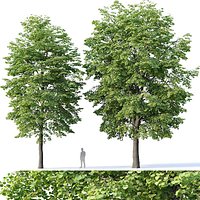 Tilia europaea #4 H12-14m Two tree set