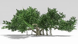 3D Chinese Banyan Tree-S7