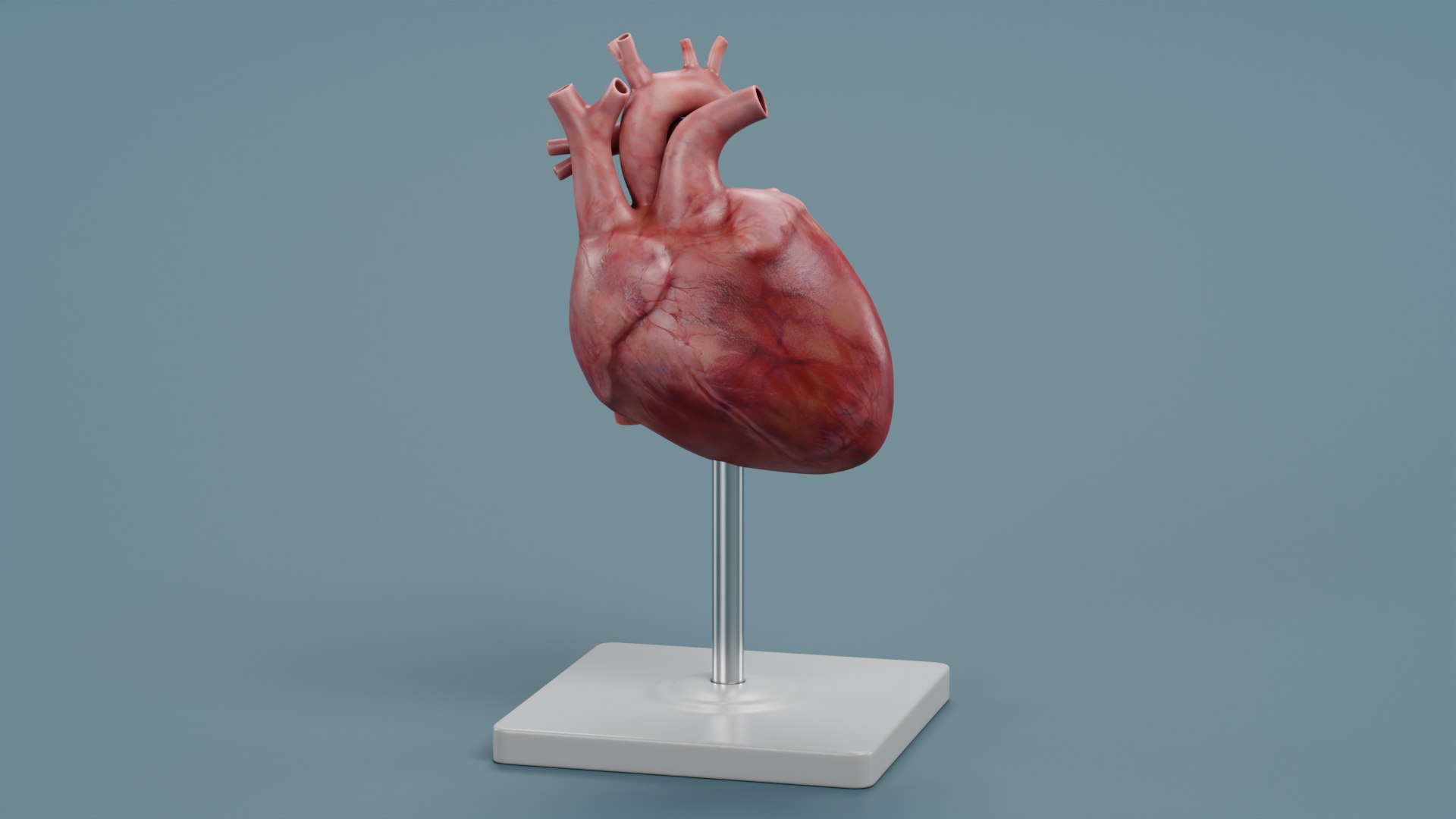 Heart Model Model - TurboSquid 2026478