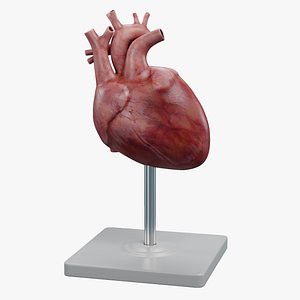 Heart Model model